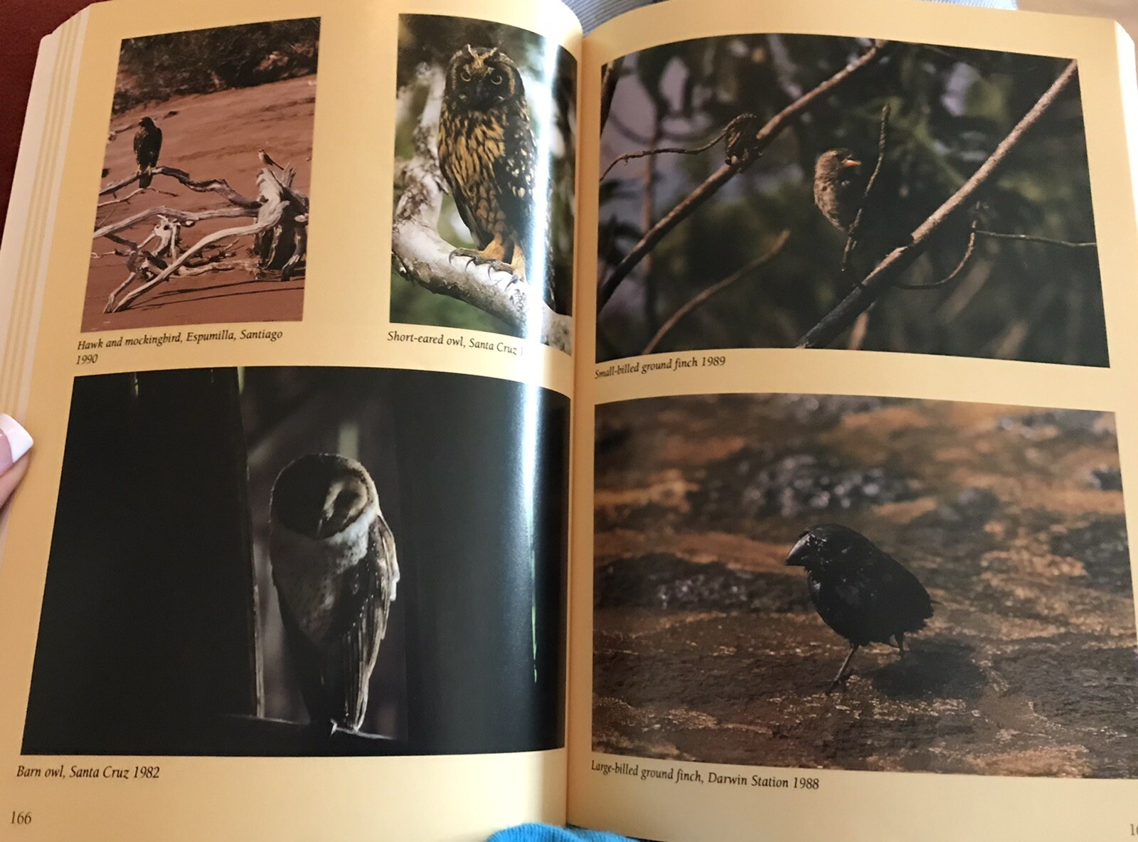 2006 “Galapagos A Natural History Guide” by Pierre Constant