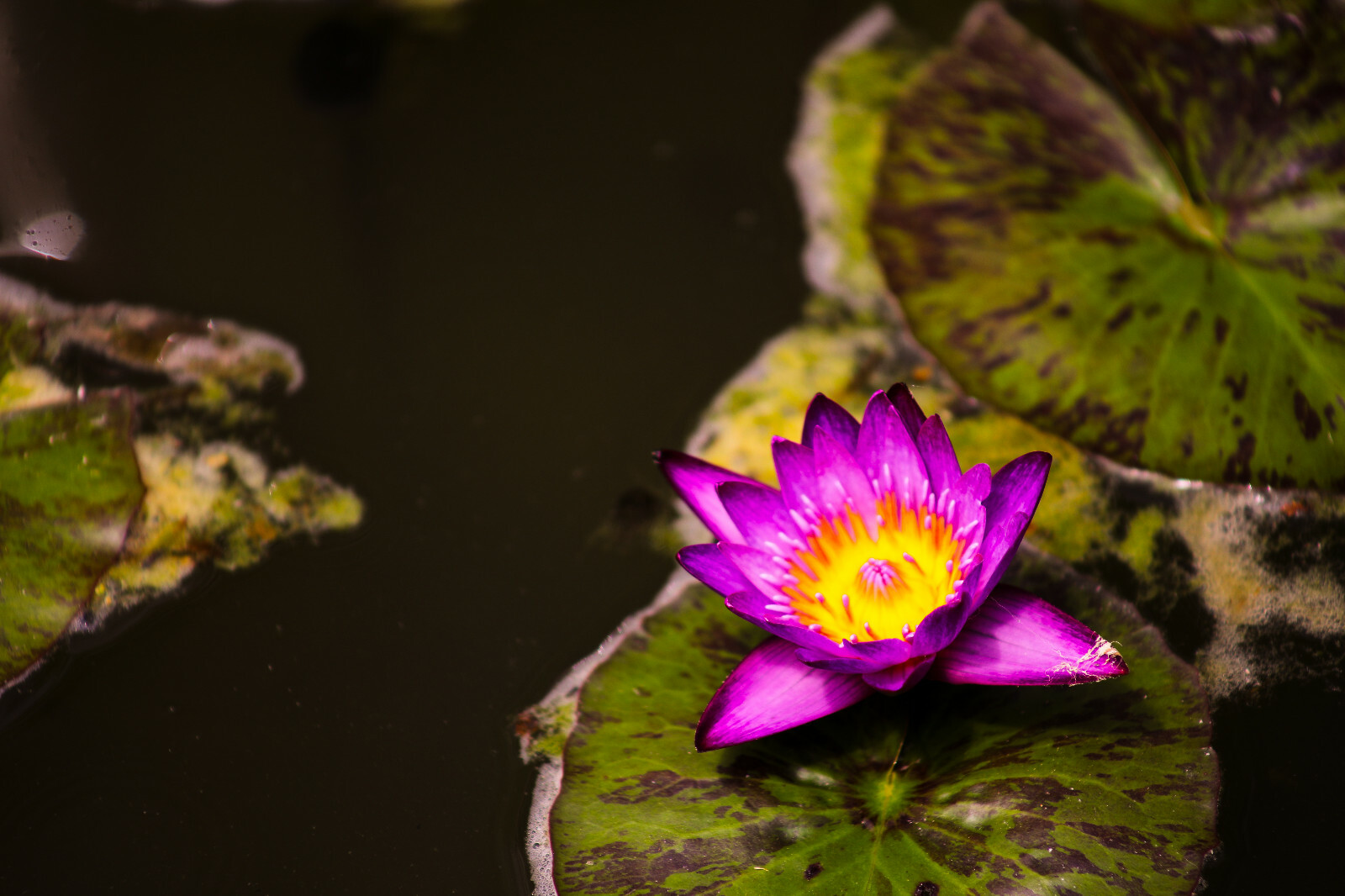Flowering Lily Pad in Pond at San Juan Capistrano Mission, Southern California