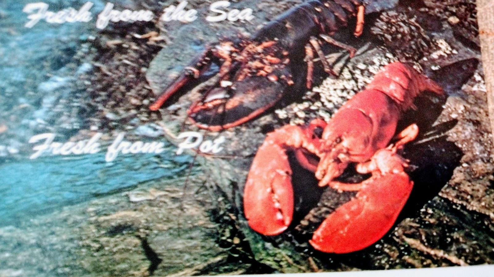 SCENIC PHOTO POST CARD FOLDER the Restless Sea MAINE